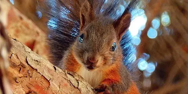 Veverička zvíťazila v súťaži „Objavuj les, objavuj PEFC“