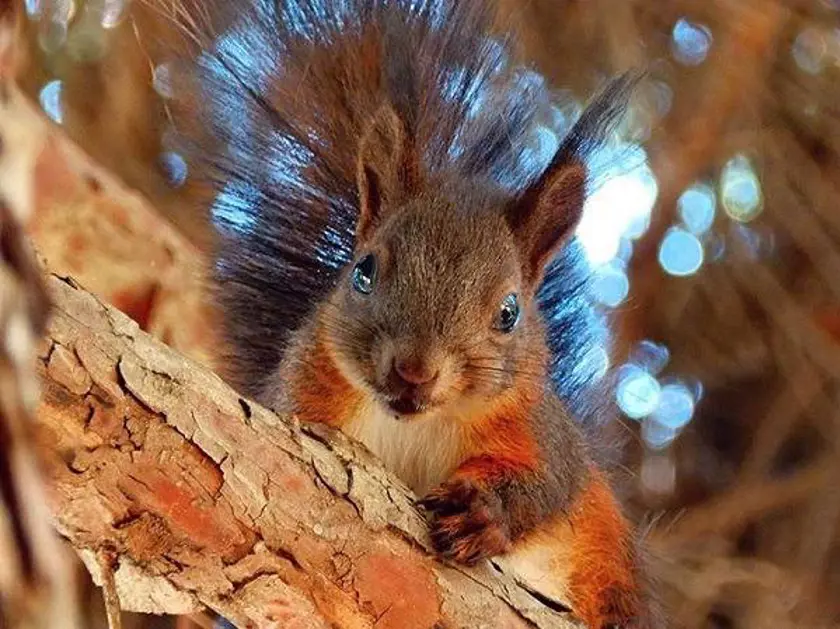 Veverička zvíťazila v súťaži „Objavuj les, objavuj PEFC“