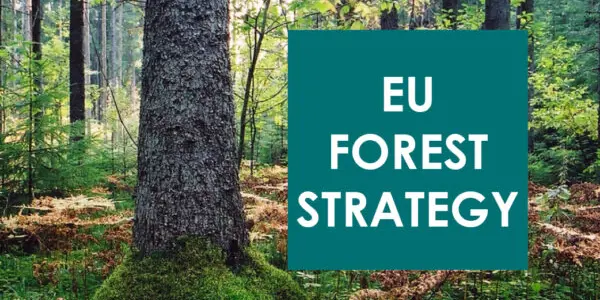 Nová Európska stratégia lesného hospodárstva zdôrazňuje význam certifikácie lesov