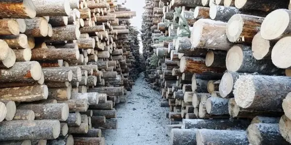 Drevo z Ruska a Bieloruska sa považuje za „konfliktné drevo“