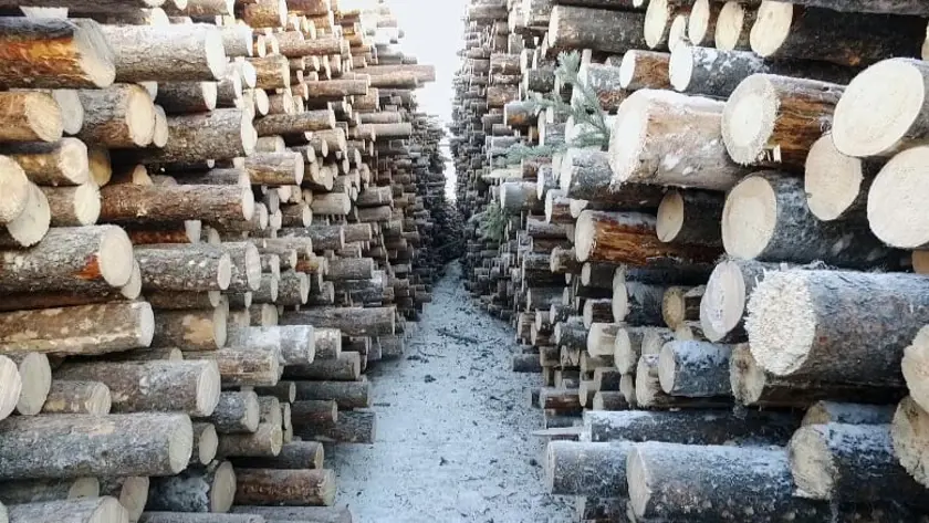 Drevo z Ruska a Bieloruska sa považuje za „konfliktné drevo“
