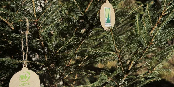Vianočný stromček, ktorý spája tradíciu a zodpovedný prístup k prírode