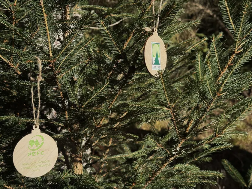 Vianočný stromček, ktorý spája tradíciu a zodpovedný prístup k prírode