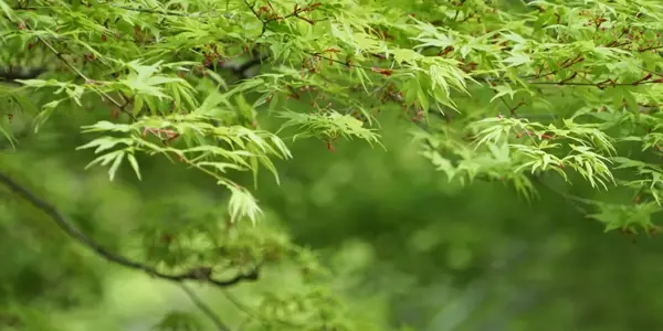 Nové pravidlá zelenej komunikácie: Ako správne používať značku PEFC a environmentálne tvrdenia
