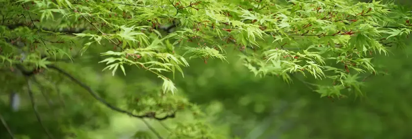 Nové pravidlá zelenej komunikácie: Ako správne používať značku PEFC a environmentálne tvrdenia