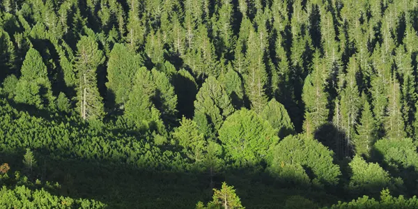 Milión sadeníc pre slovenské lesy