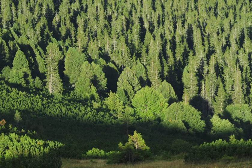 Milión sadeníc pre slovenské lesy